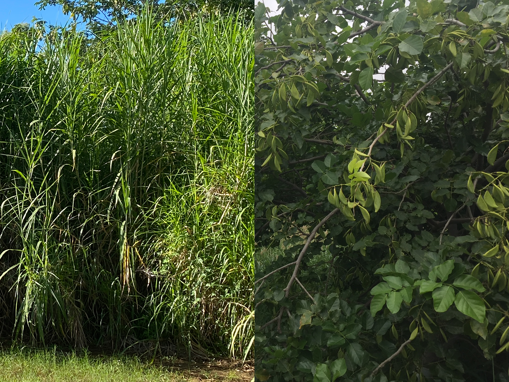 Pongamia and Bana grass Bioenergy Development